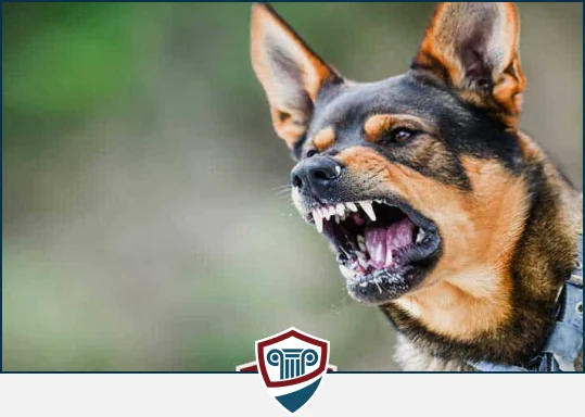 Dog Bite Injuries